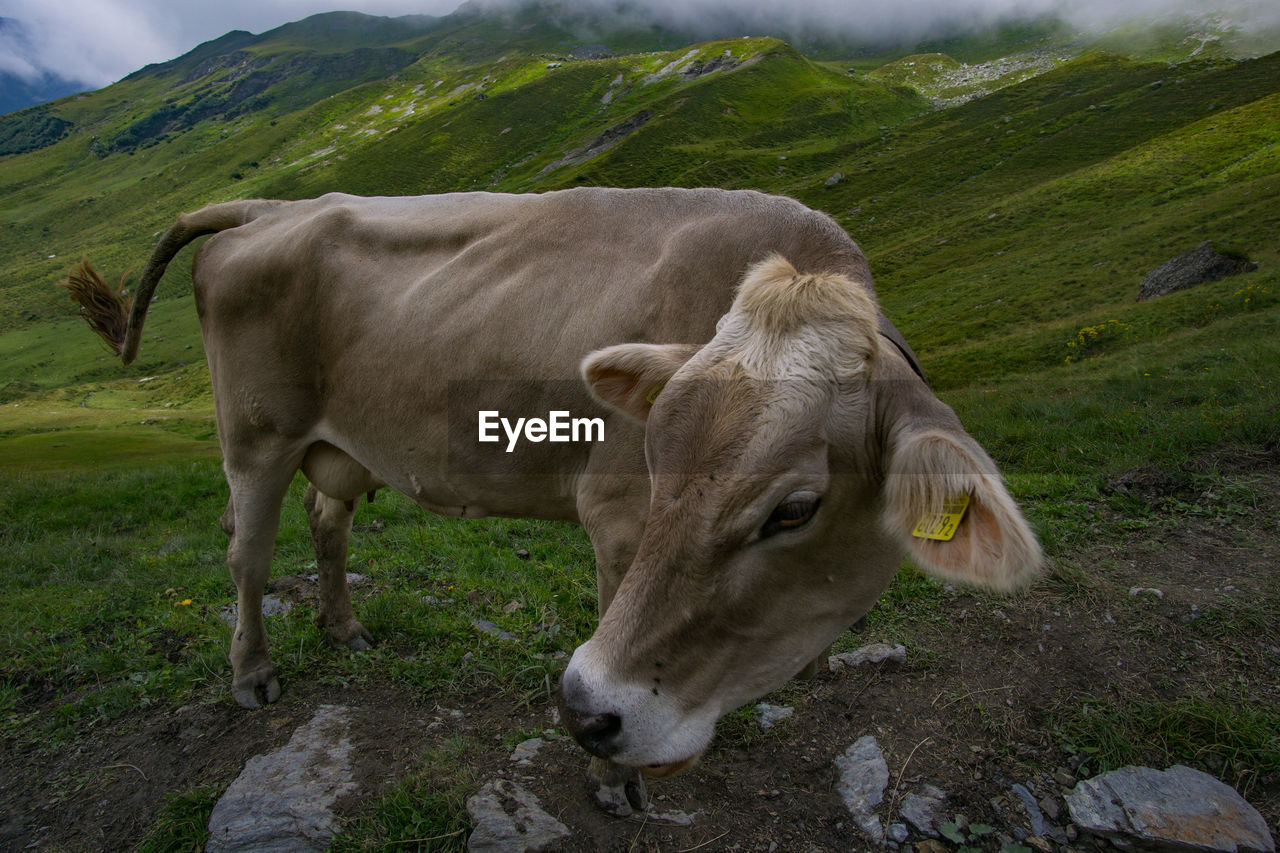 COW STANDING IN FIELD