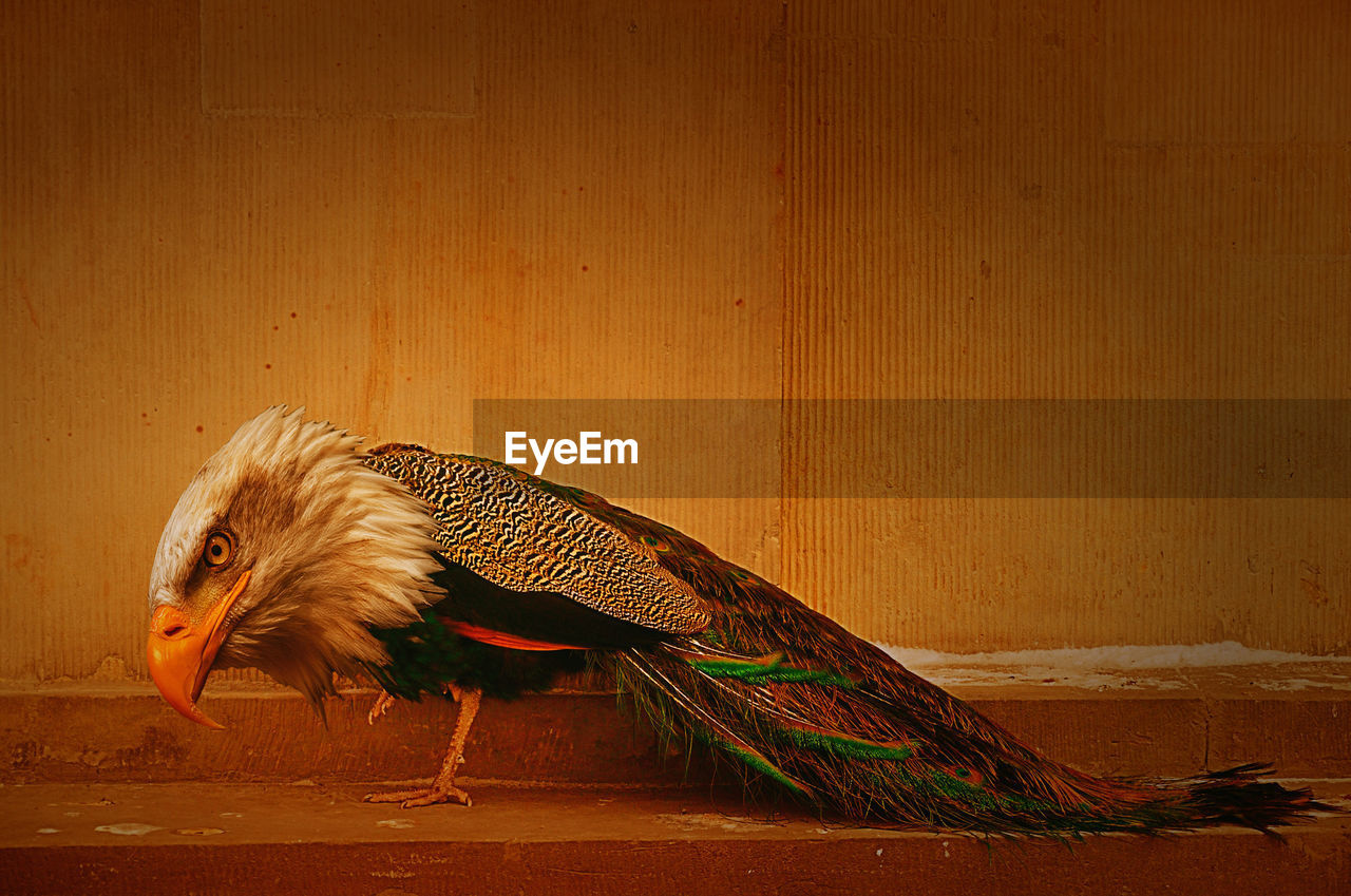 SIDE VIEW OF A BIRD ON WALL