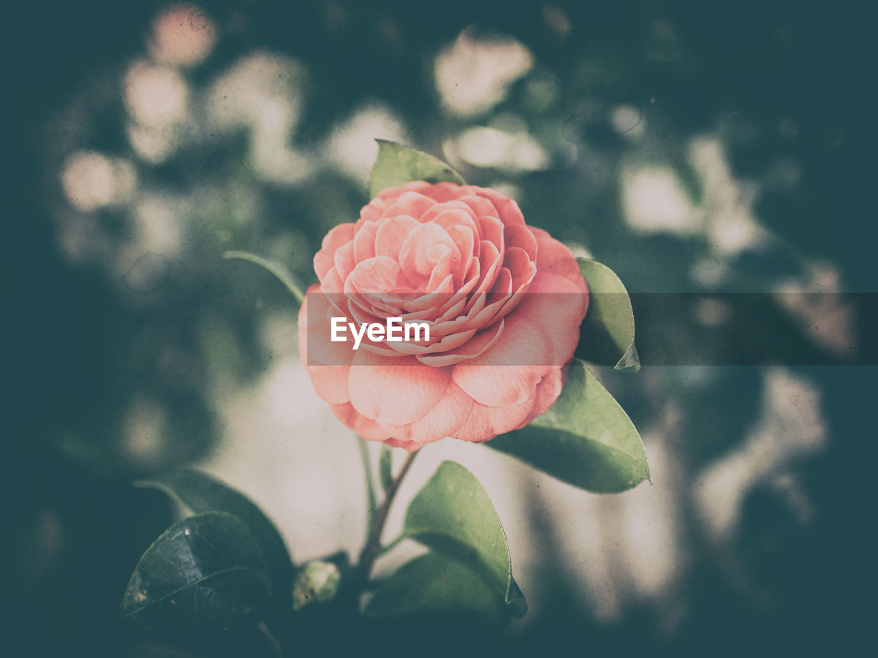 Close-up of pink rose blooming outdoors