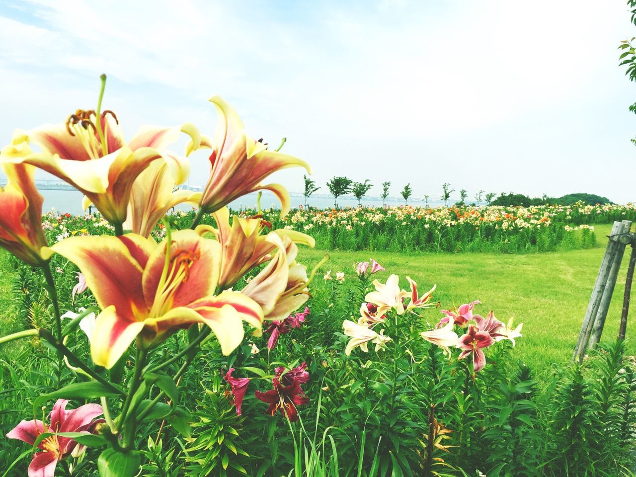 CLOSE-UP OF PINK FLOWERS BLOOMING IN FIELD