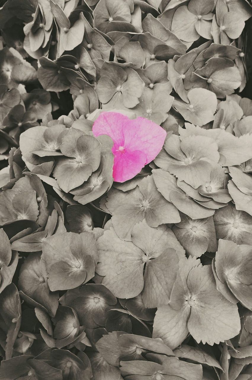 MACRO SHOT OF PINK FLOWER