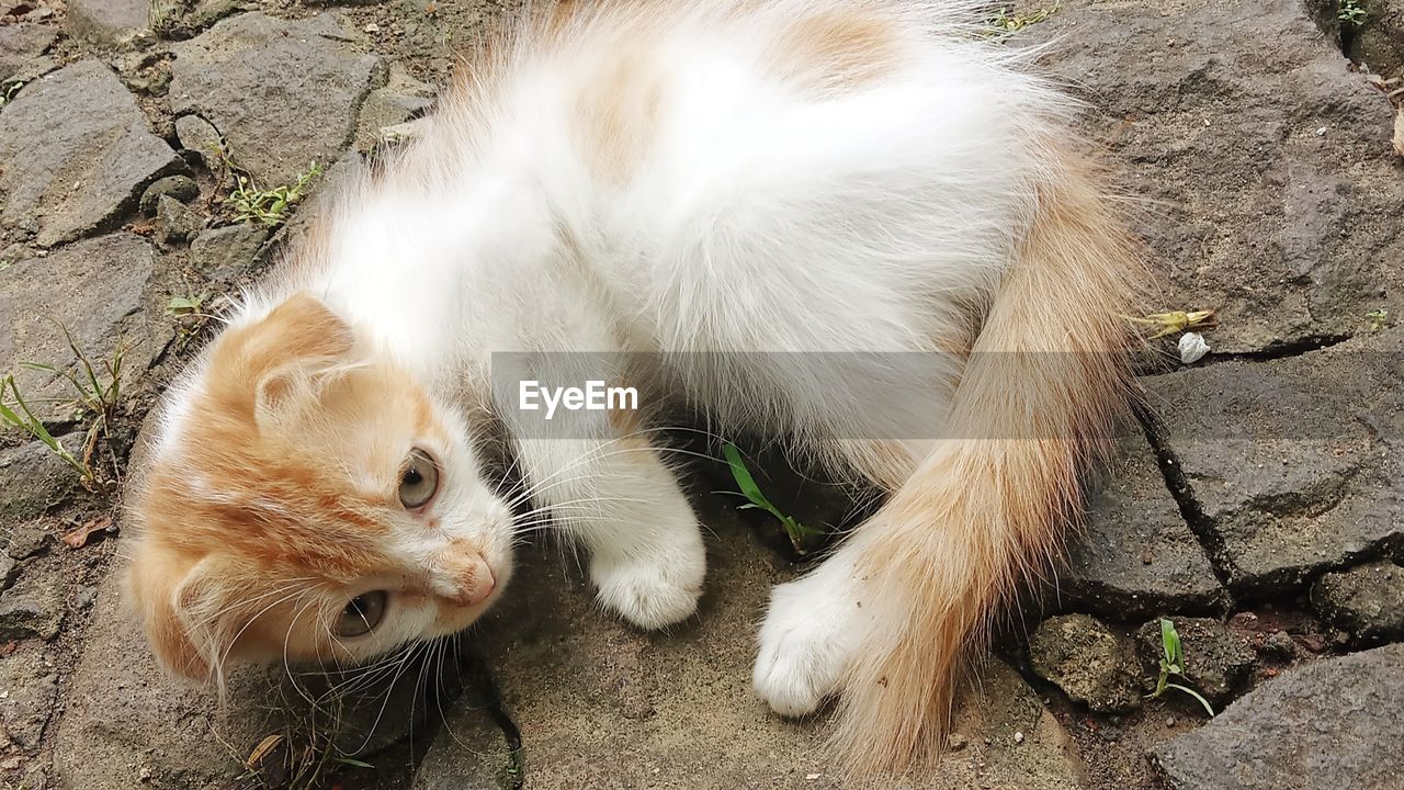 high angle view of cat sitting on field