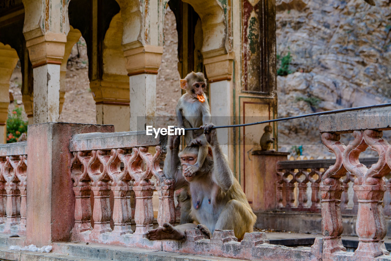 Monkeys at ruined temple