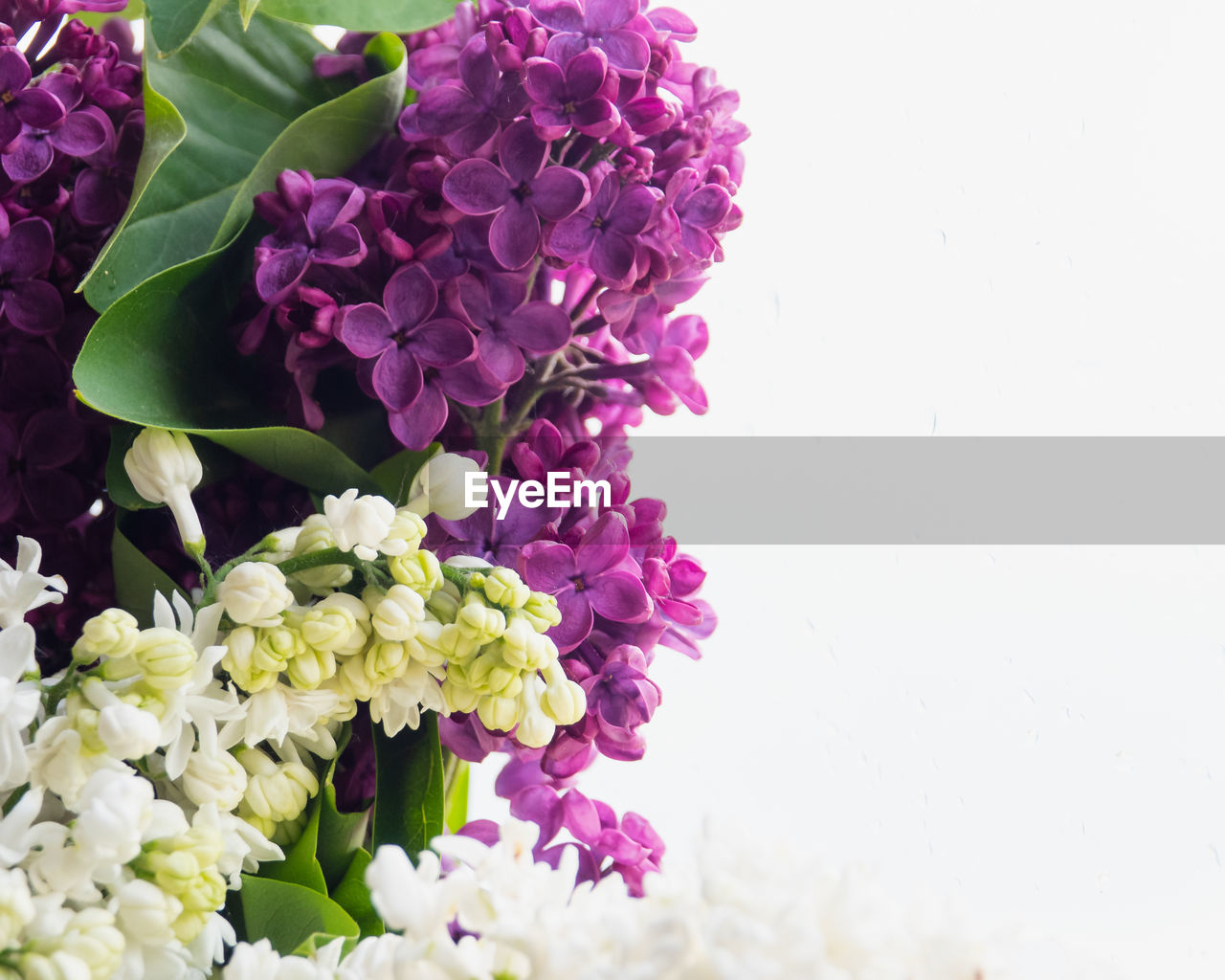 CLOSE-UP OF PURPLE FLOWERING PLANT