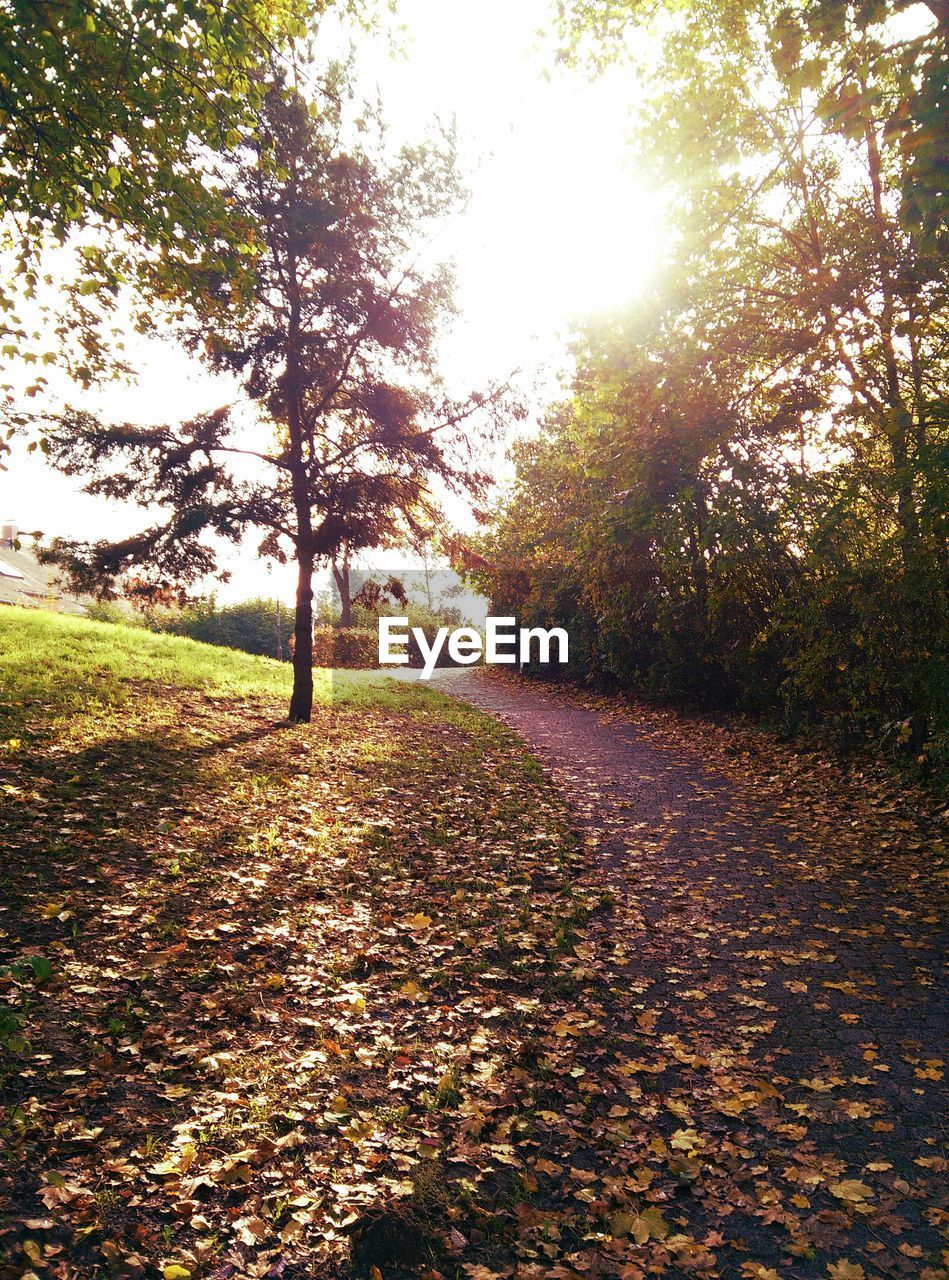 View of fallen leaves on footpath