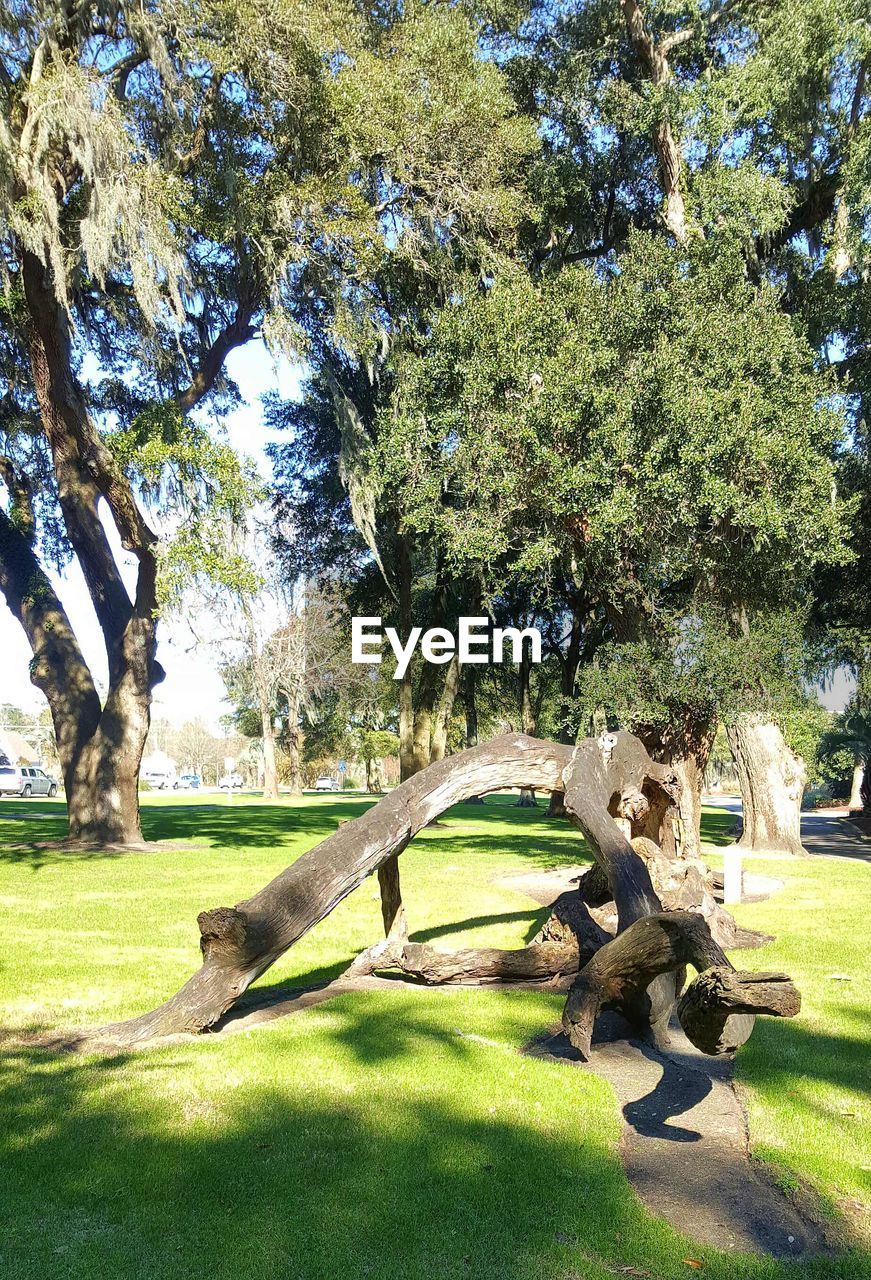 TREES ON GRASSY FIELD