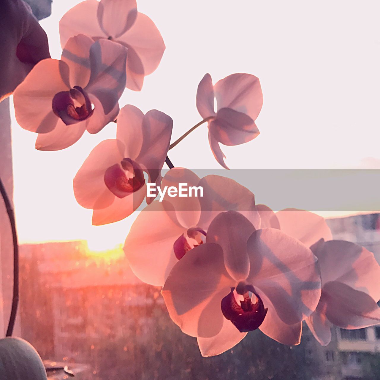 CLOSE-UP OF FLOWERS AGAINST SUNSET SKY