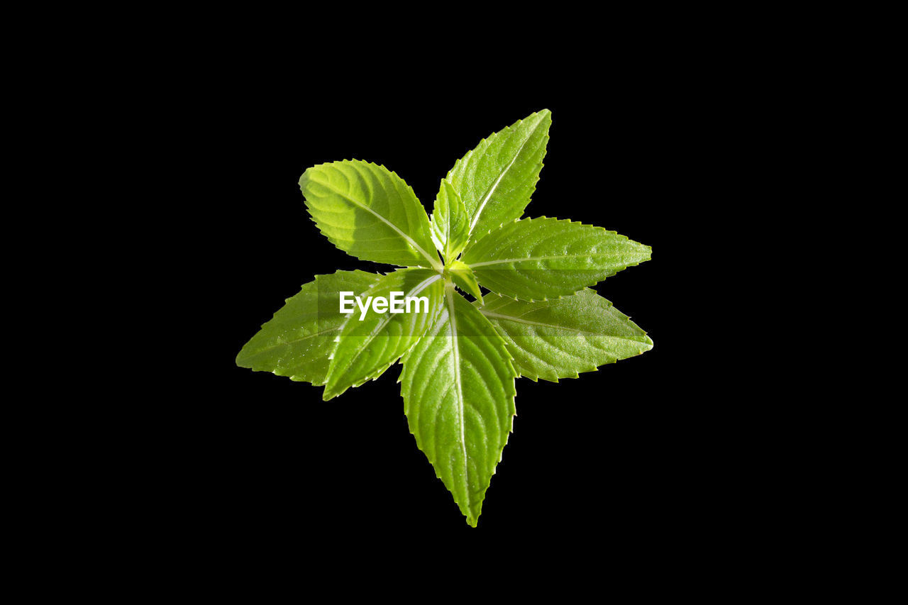 Close-up of leaves on black background