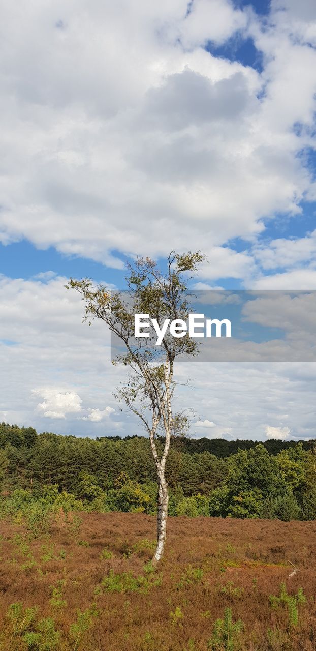 VIEW OF TREE ON LANDSCAPE AGAINST SKY