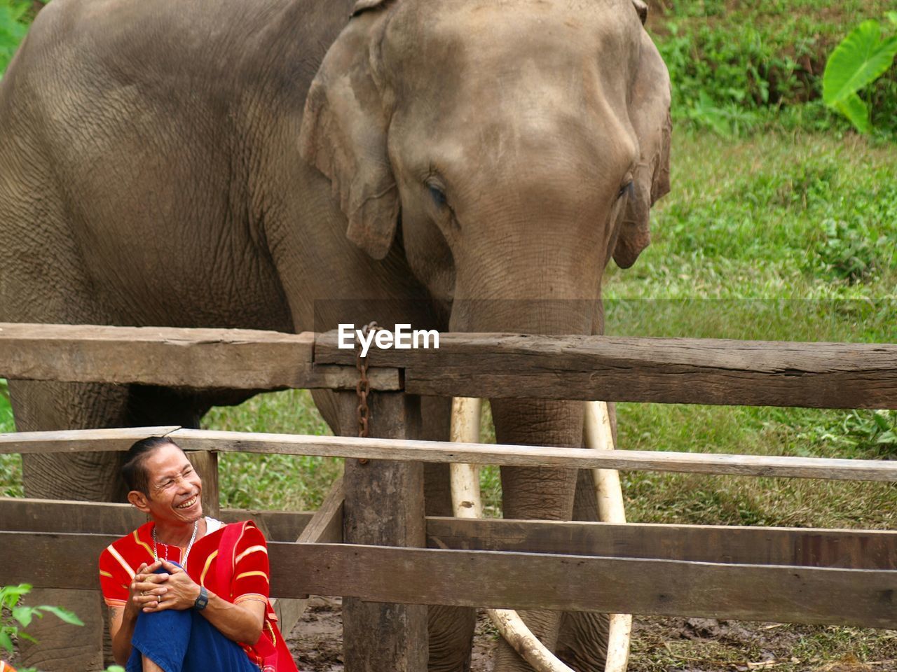 Smiling man with elephant sitting in forest