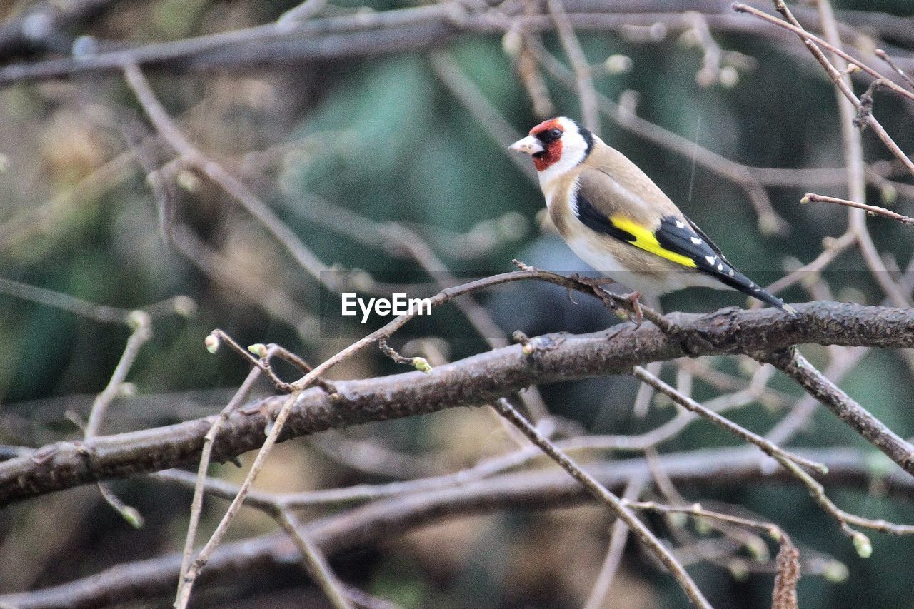 Close-up of gold finch perching on bare tree branches