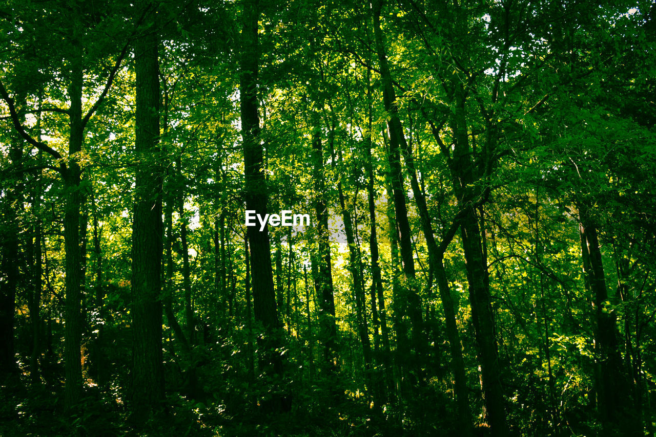 VIEW OF TREES IN FOREST