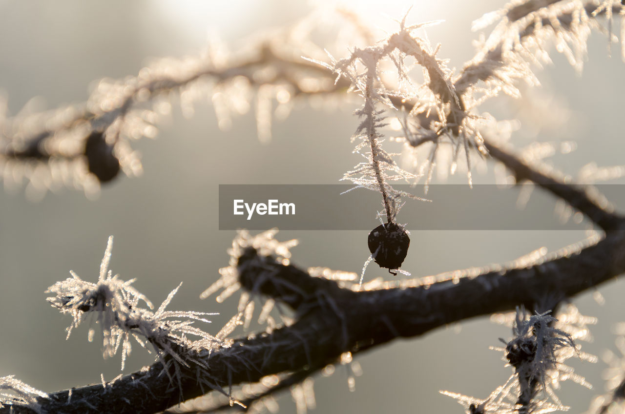 Close-up of branches