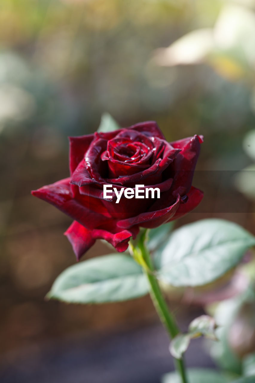 Close-up of red rose blooming outdoors