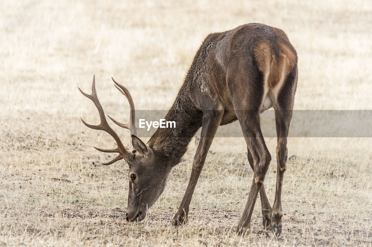 VIEW OF DEER GRAZING IN FIELD