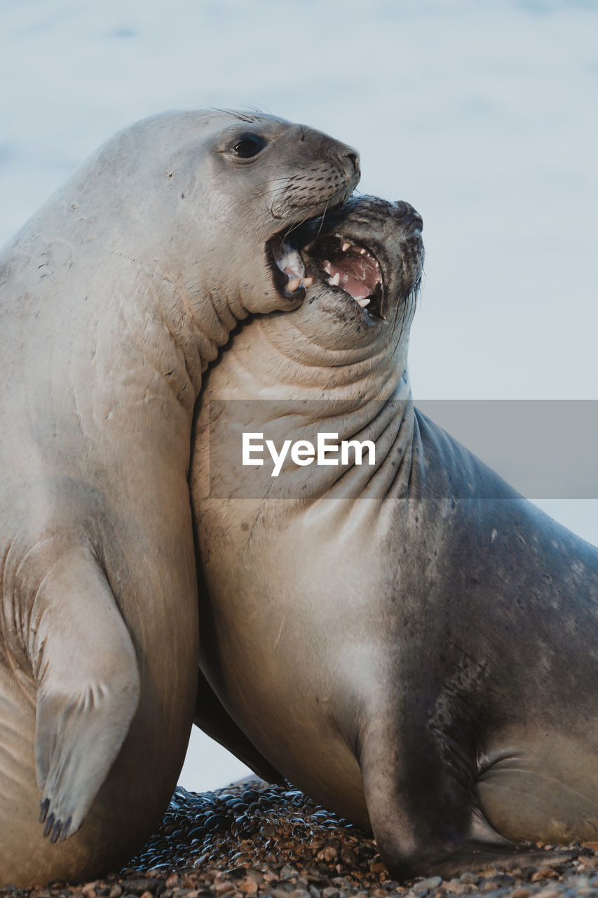 Close-up of seals at beach 