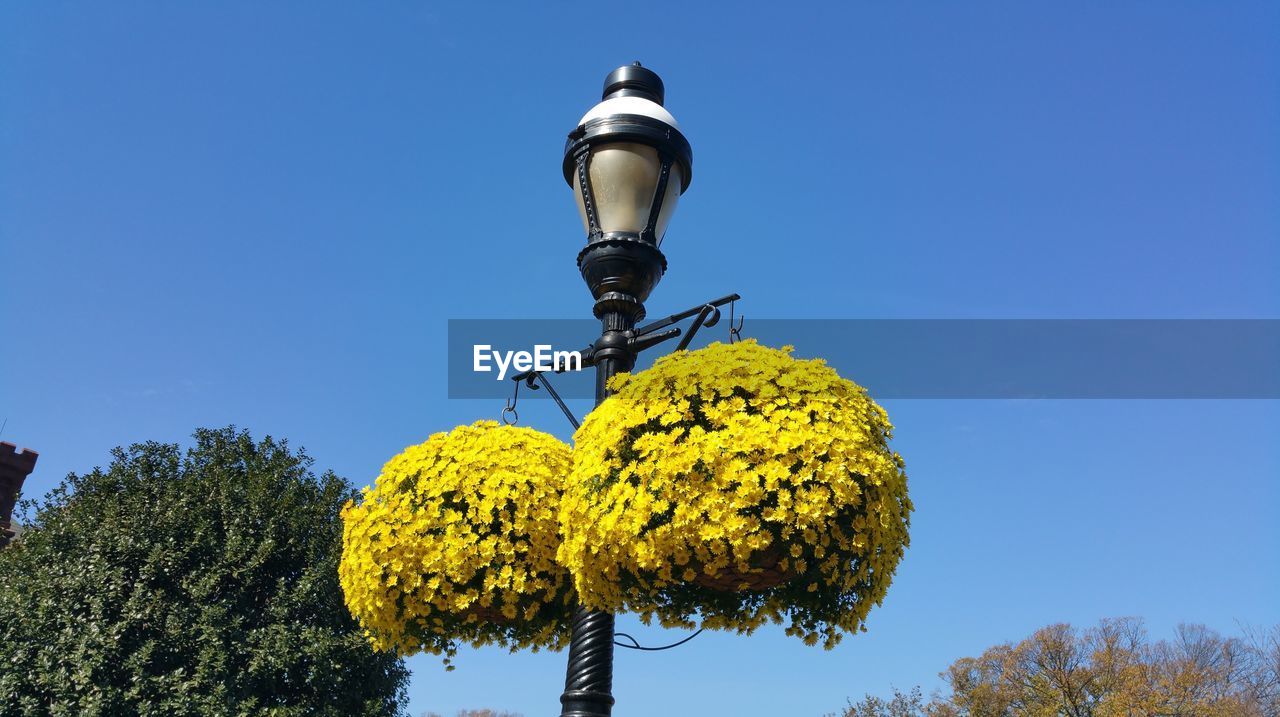 LOW ANGLE VIEW OF YELLOW FLOWERING PLANT AGAINST CLEAR SKY