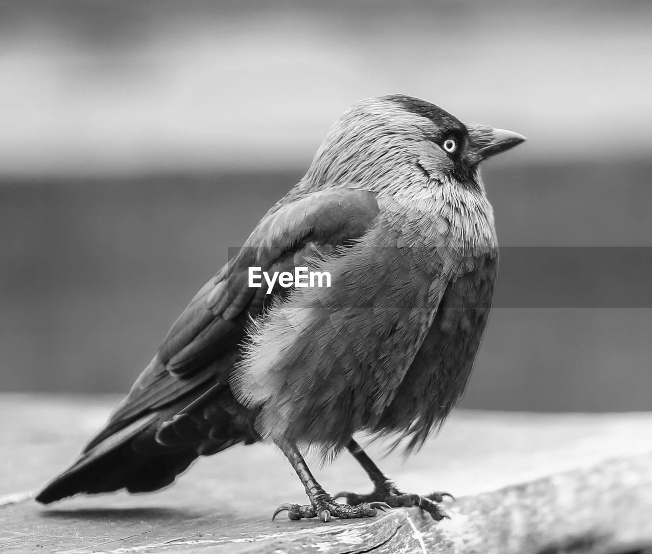 CLOSE-UP OF BIRD PERCHING