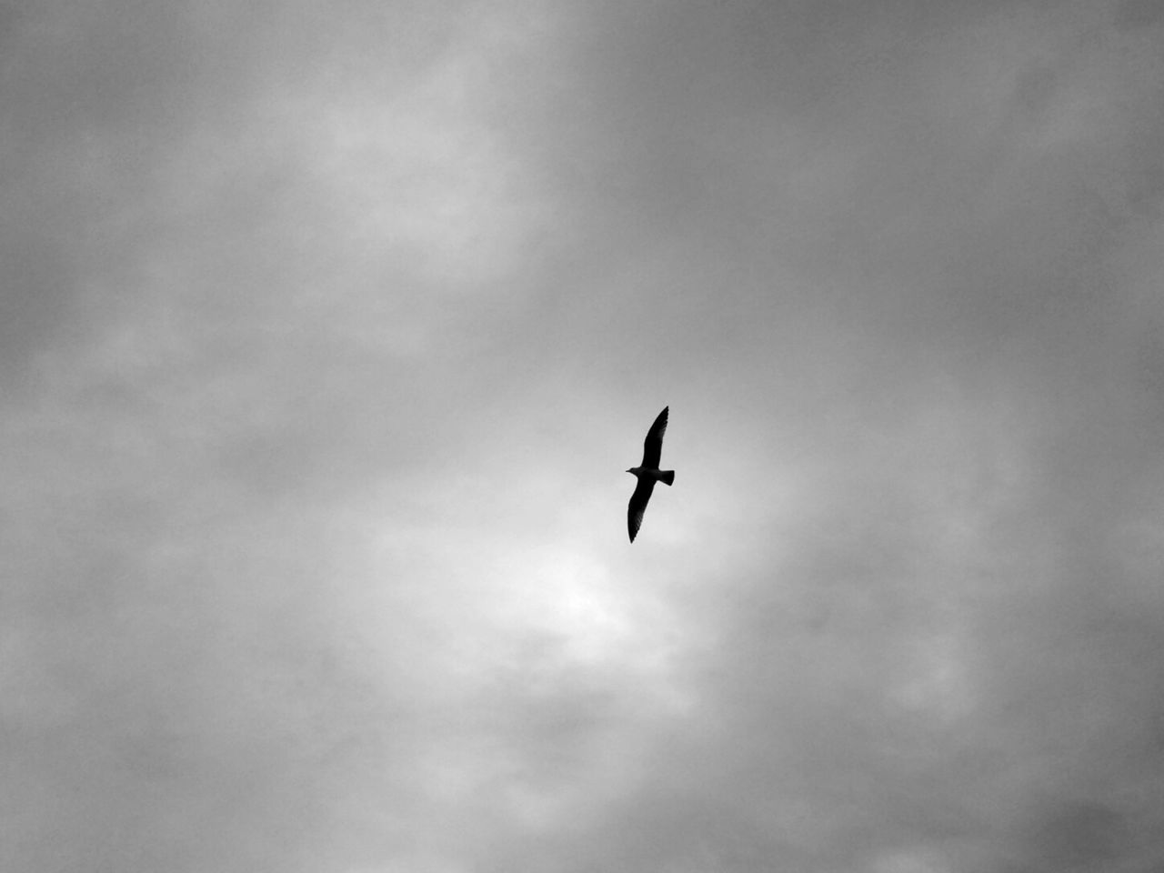 LOW ANGLE VIEW OF BIRD FLYING AGAINST CLOUDY SKY
