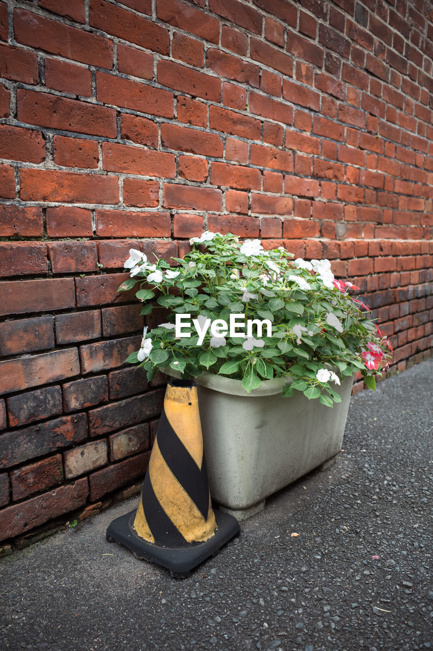 brick wall, brick, wall, plant, green, wall - building feature, growth, nature, flower, architecture, no people, flowering plant, day, road surface, yellow, built structure, grass, potted plant, outdoors, red, lawn, building exterior, city, freshness, flowerpot, street, fragility