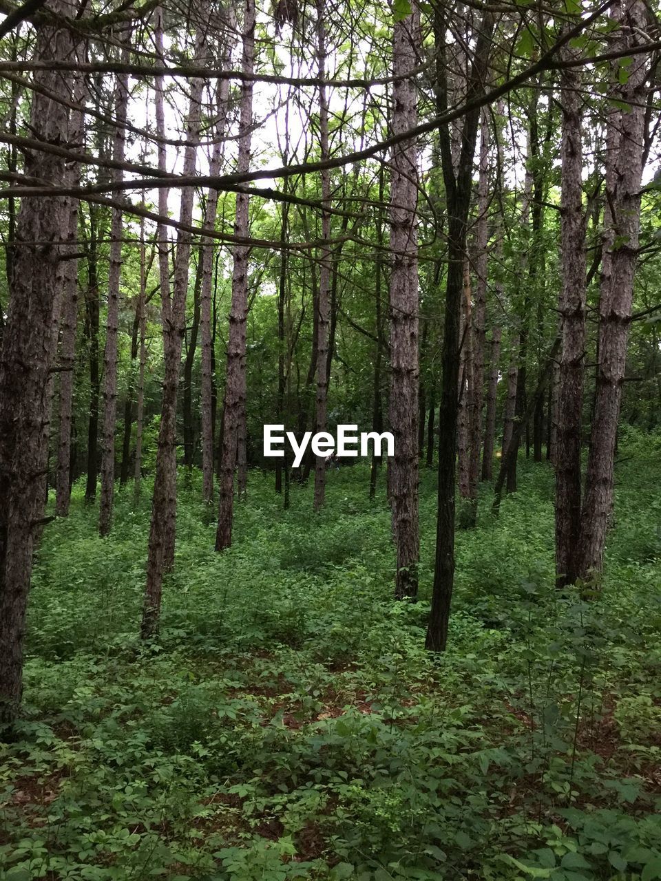 VIEW OF TREES IN FOREST