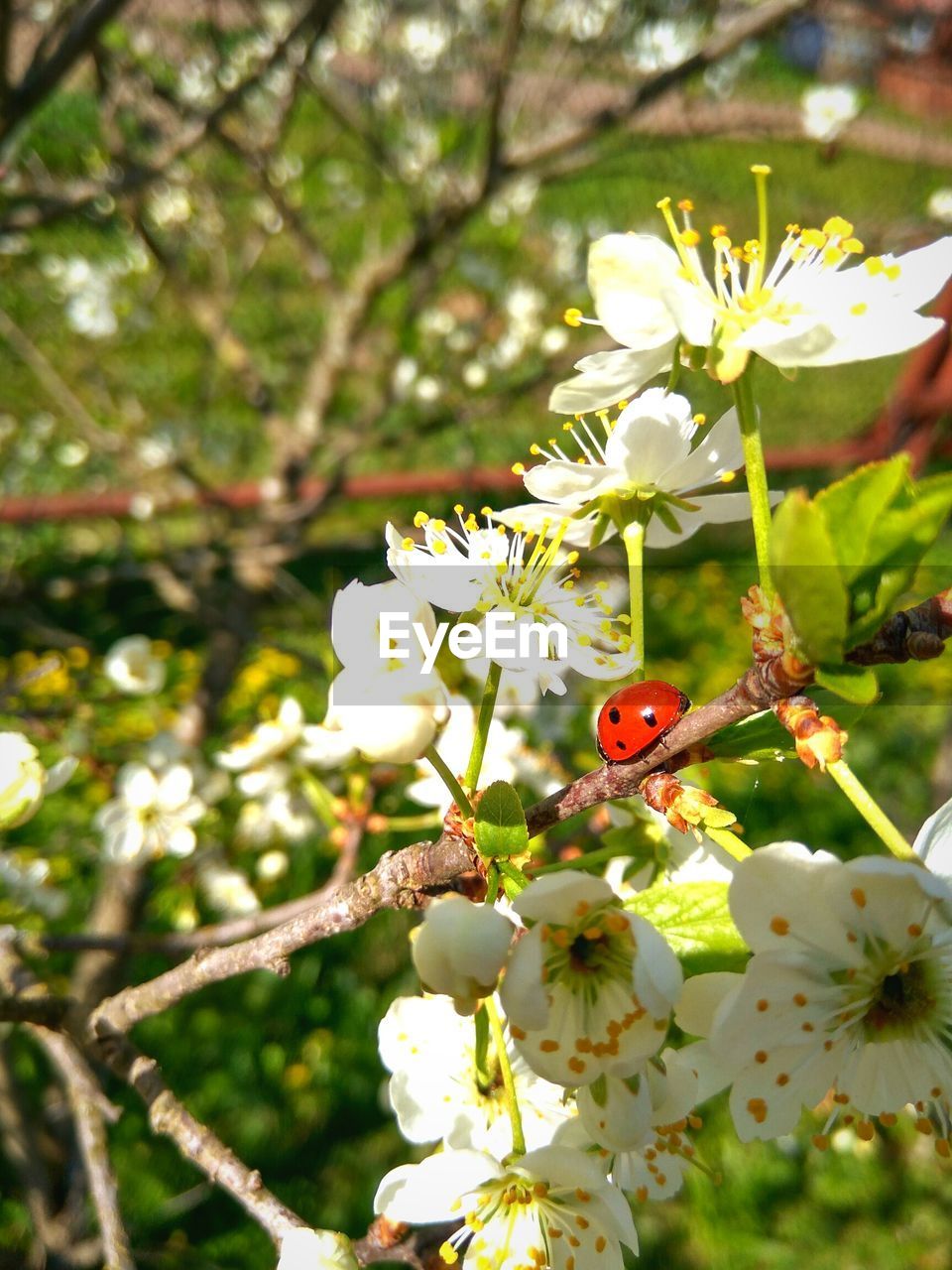 CLOSE-UP OF WHITE FLOWERS BLOOMING