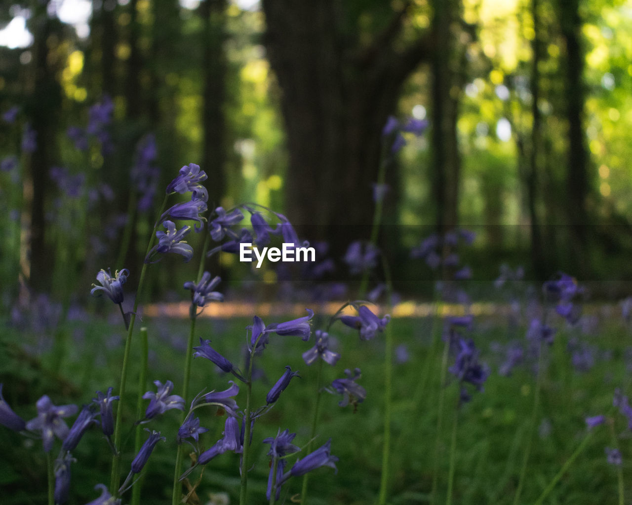 Bluebells on forest floor