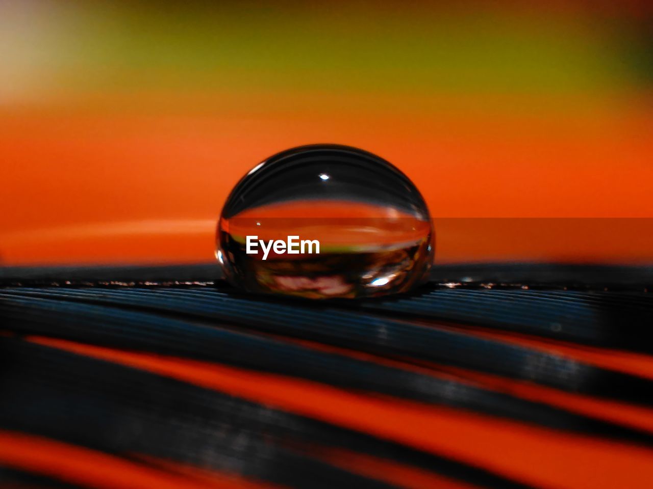 Close-up of droplet of water on feather