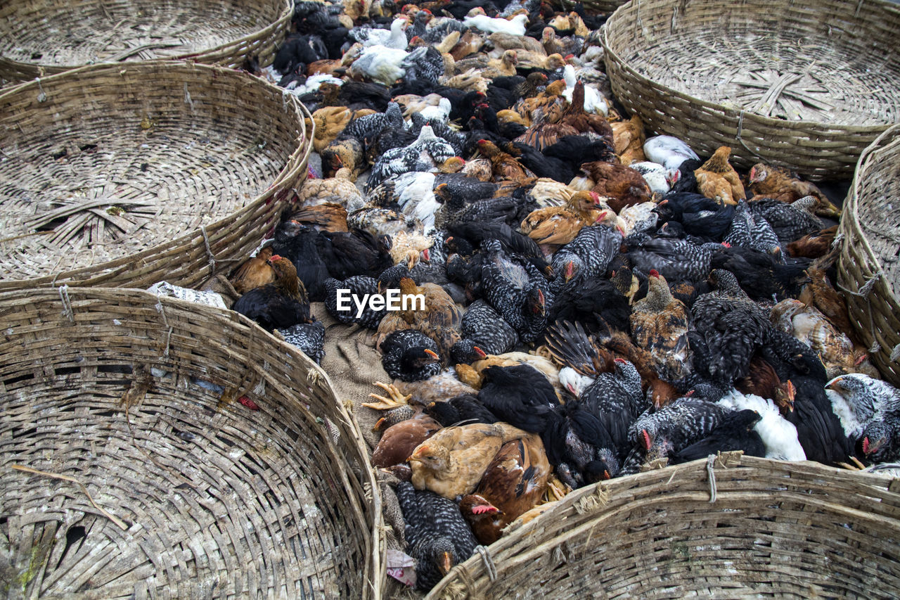 High angle view of chicken amidst wicker baskets