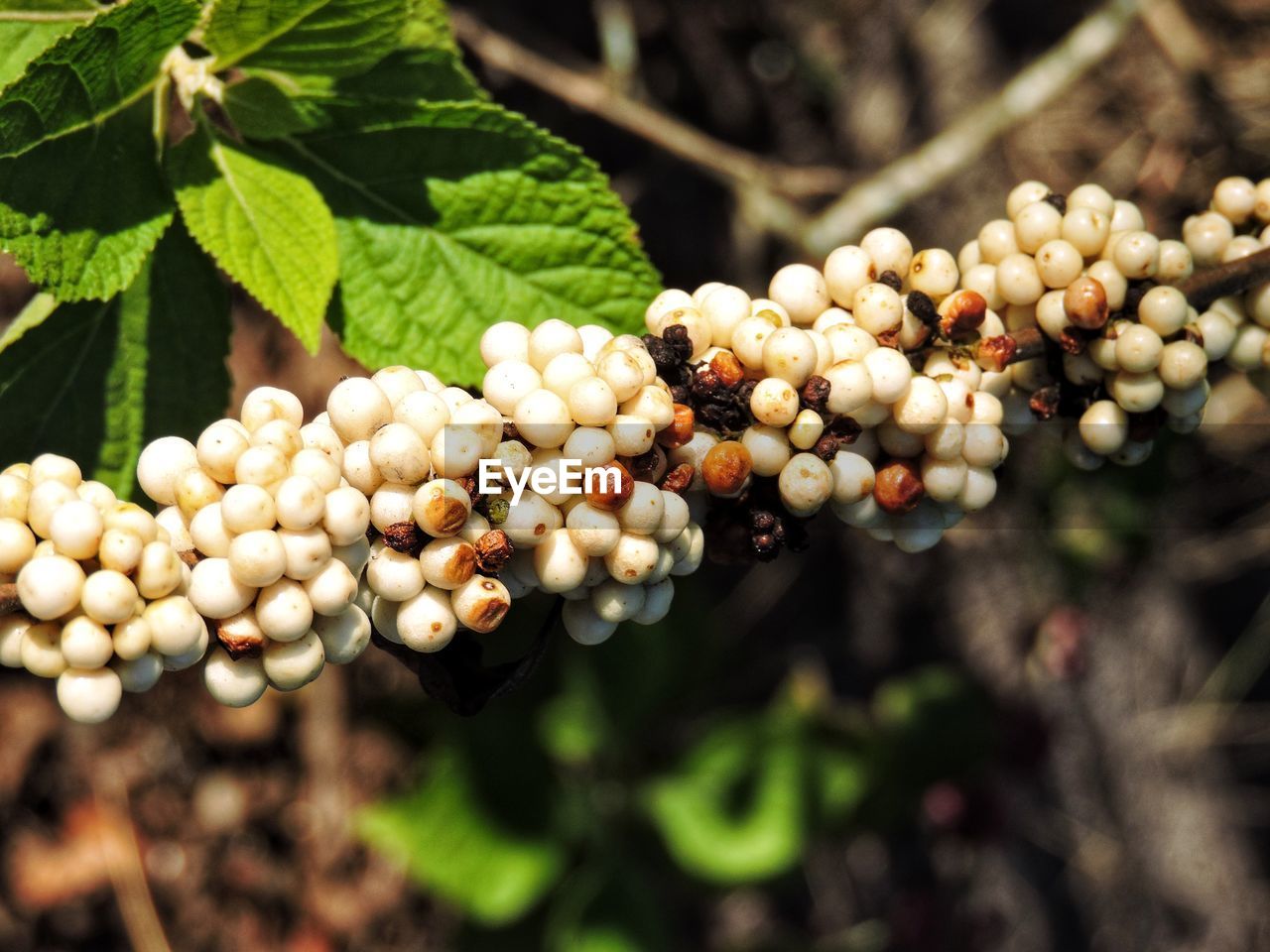 food and drink, food, plant, healthy eating, fruit, growth, agriculture, freshness, nature, vineyard, leaf, plant part, tree, produce, flower, bunch, crop, grape, wellbeing, no people, close-up, macro photography, vine, shrub, day, landscape, autumn, outdoors, branch, rural scene, berry, ripe, beauty in nature, farm, land, organic, abundance, harvesting, juicy, focus on foreground, winemaking, sunlight, wine, environment, selective focus, cultivated