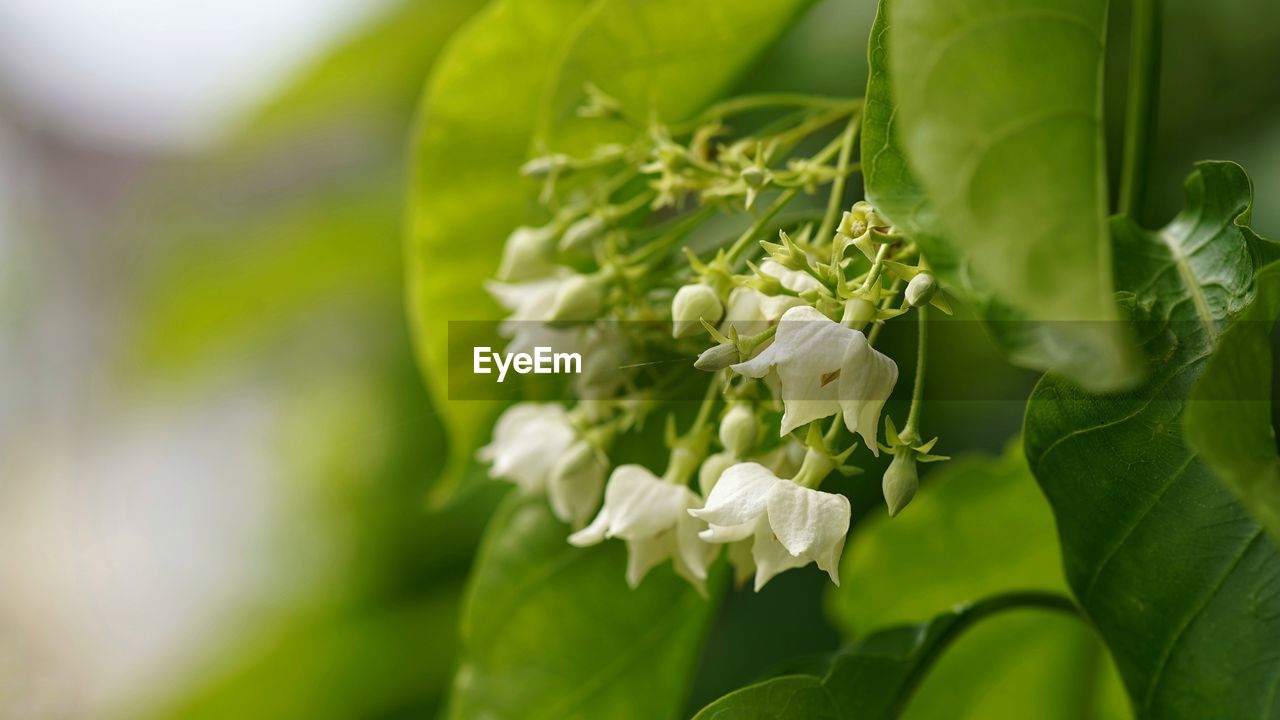 CLOSE-UP OF WHITE FLOWERING PLANT