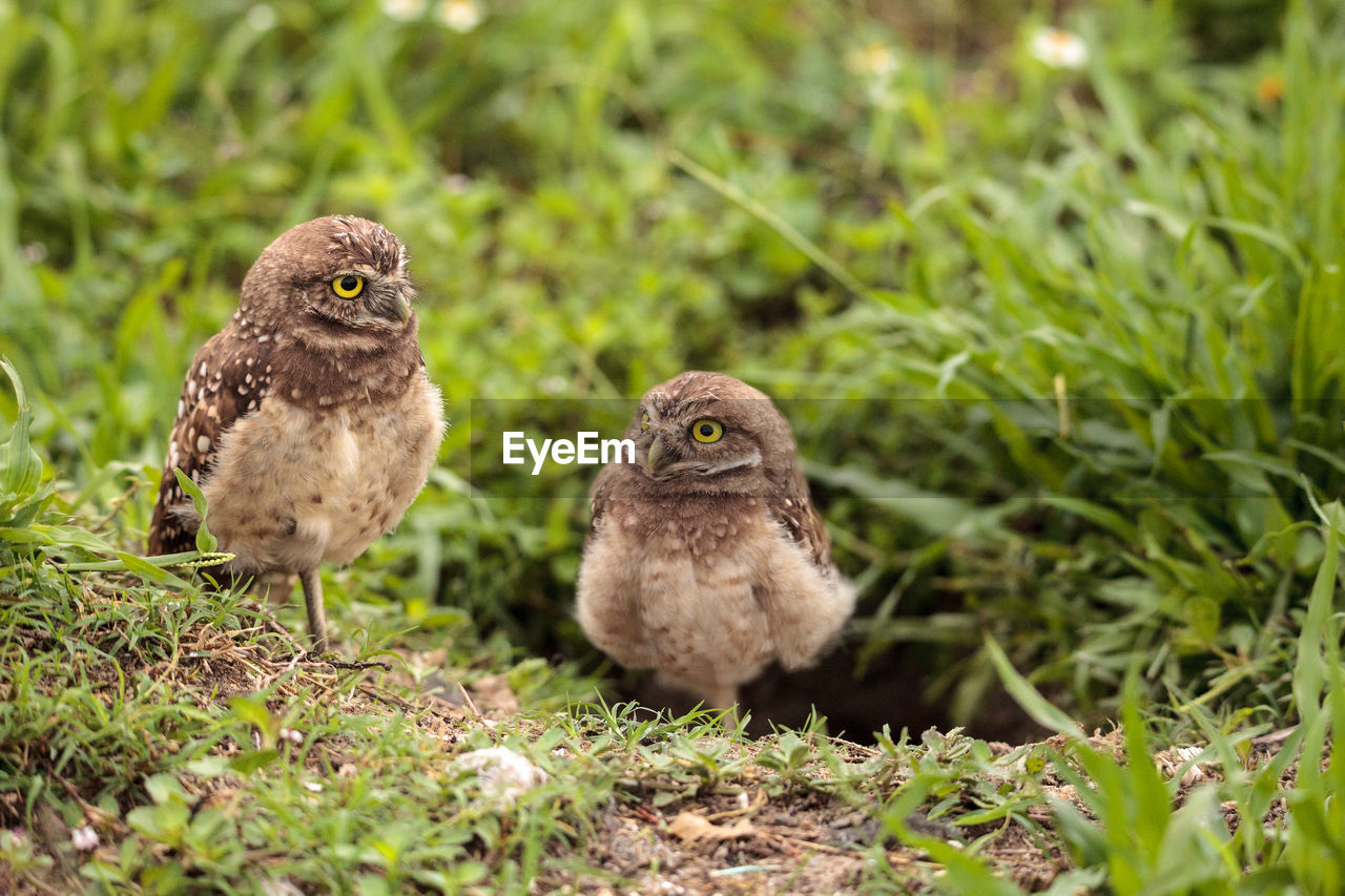 Family with baby burrowing owls athene cunicularia perched outside a burrow on marco island, florida