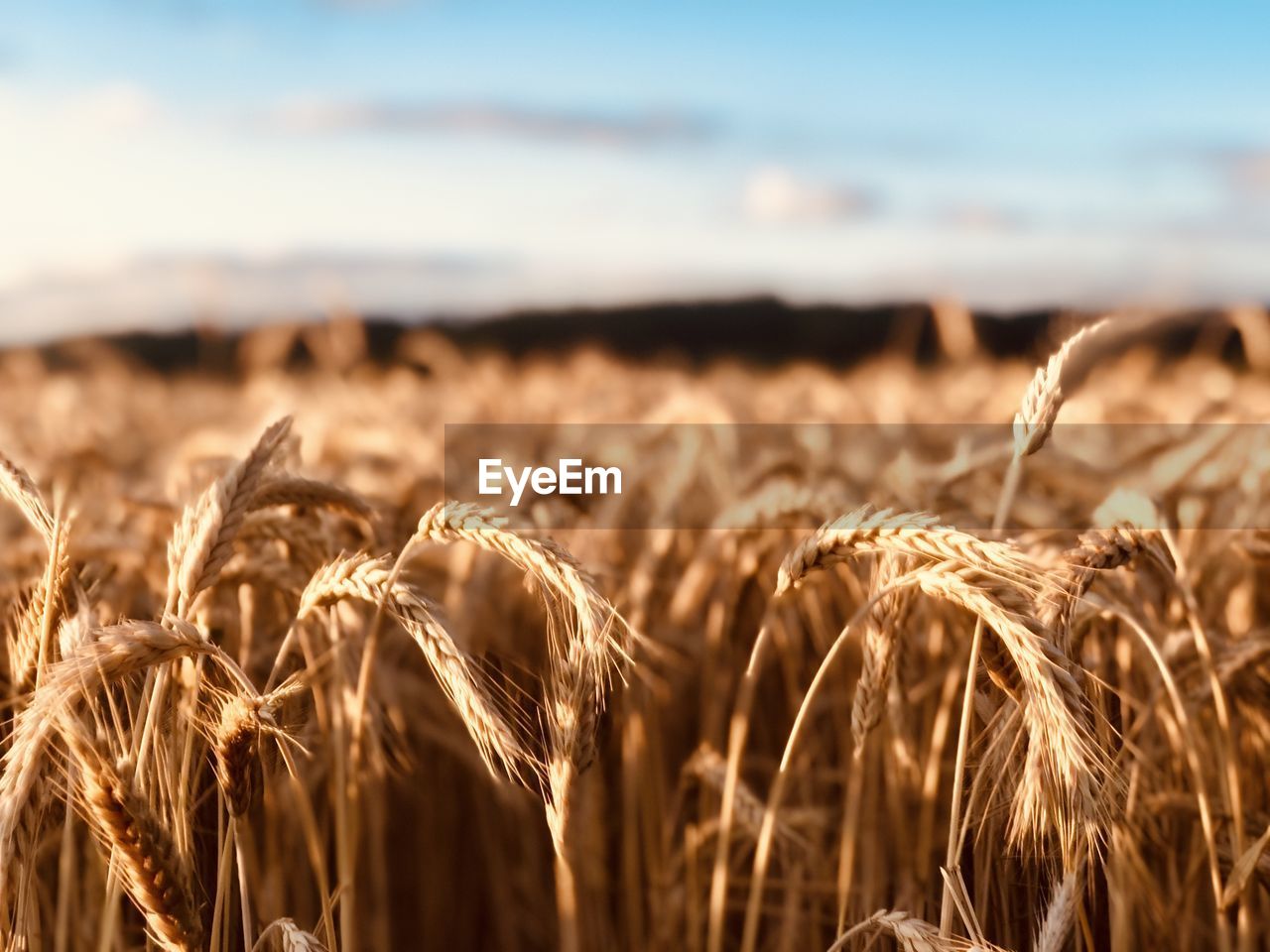 Close-up of wheat field against sky