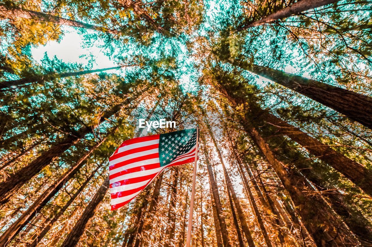 LOW ANGLE VIEW OF FLAG ON TREE