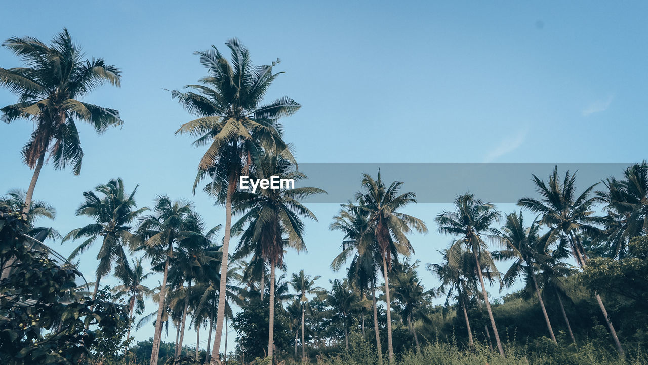 Low angle view of coconut palm trees against sky