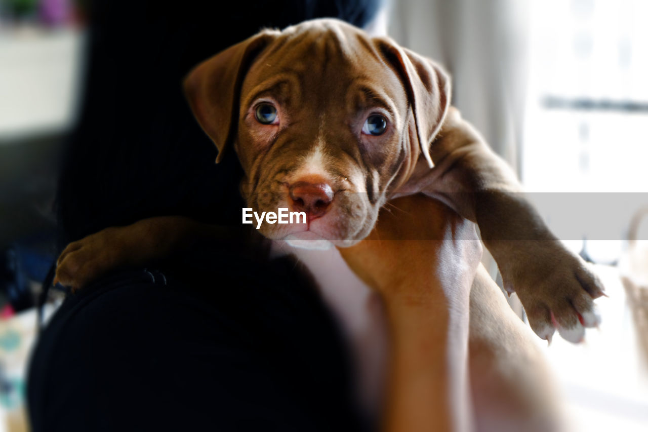 Portrait of dog at home