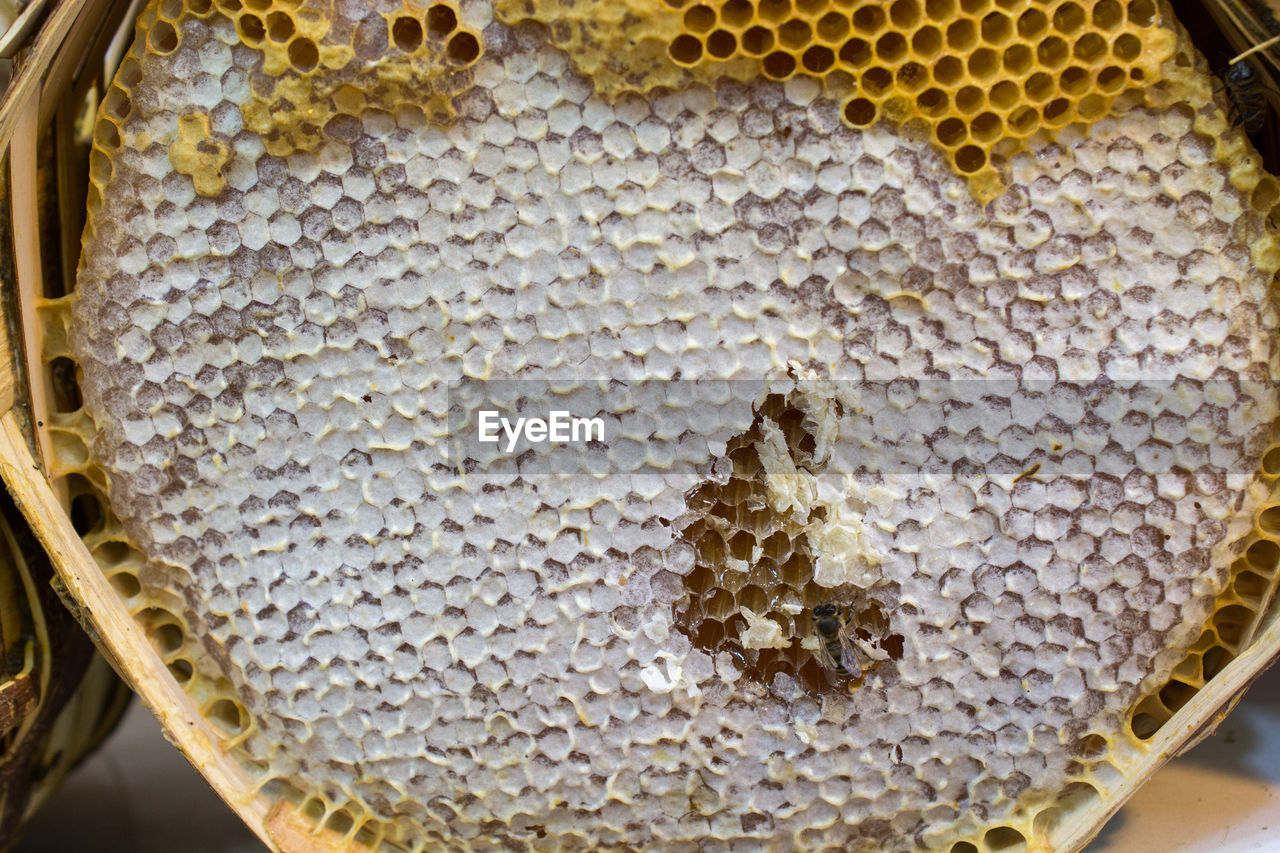 HIGH ANGLE VIEW OF BEE ON WHITE