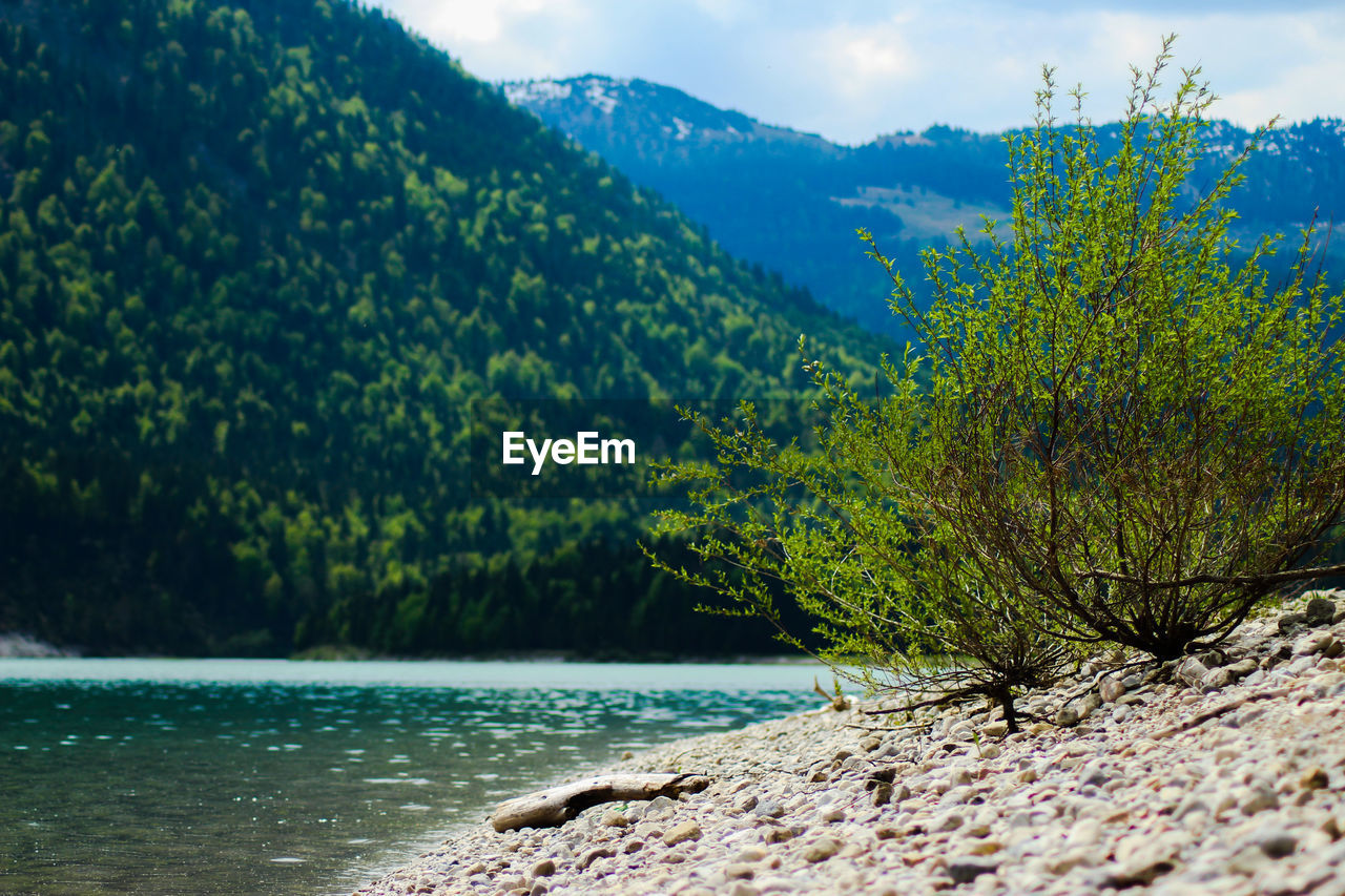 Scenic view of river by trees against sky