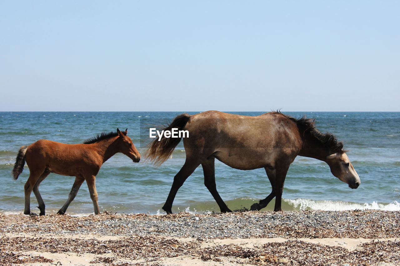 HORSES ON THE BEACH