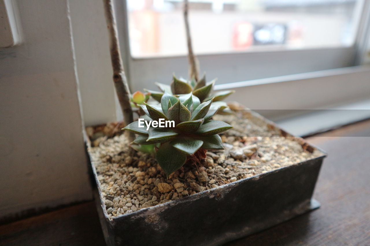 Close-up of potted plant and cactus  on table