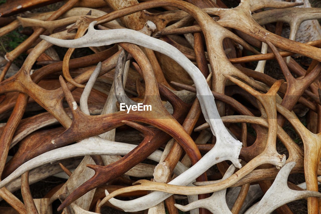 Full frame shot of antlers