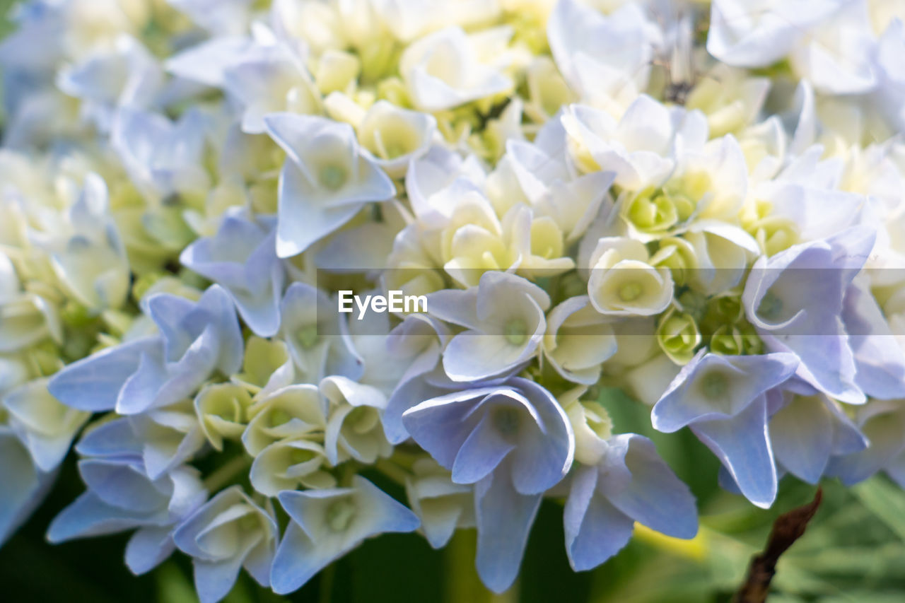 CLOSE-UP OF WHITE FLOWERING PLANT