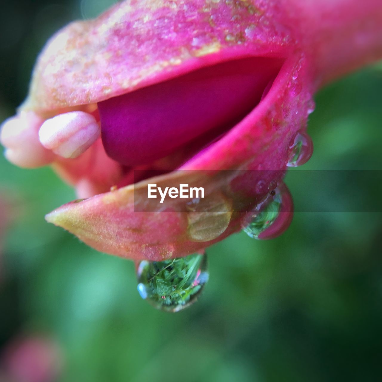 CLOSE-UP OF PINK FLOWERS