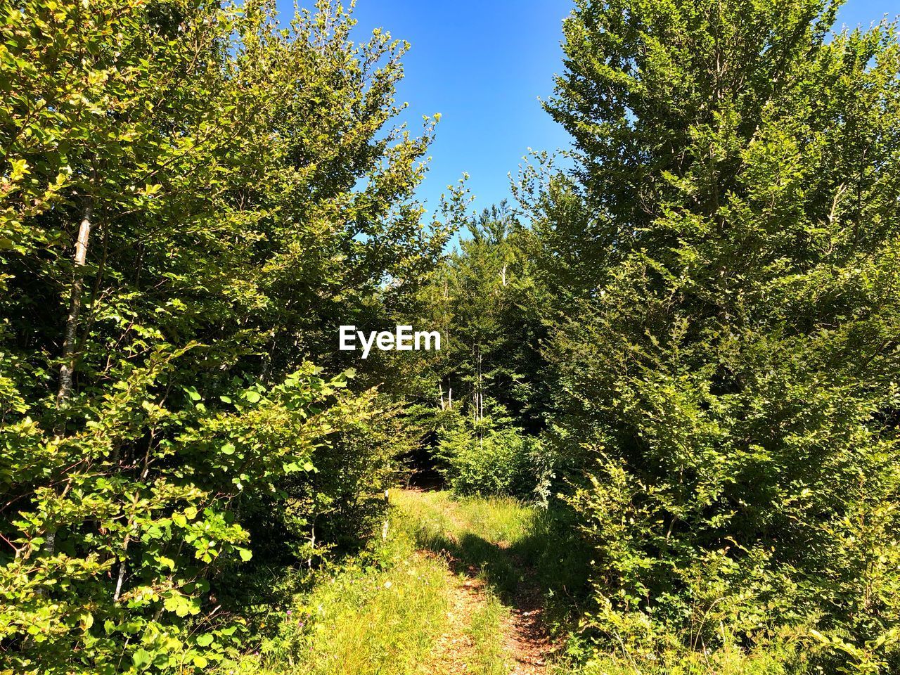 TREES AND PLANTS GROWING IN FOREST