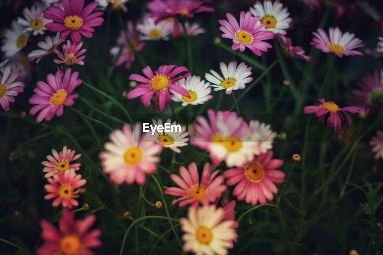 HIGH ANGLE VIEW OF DAISIES