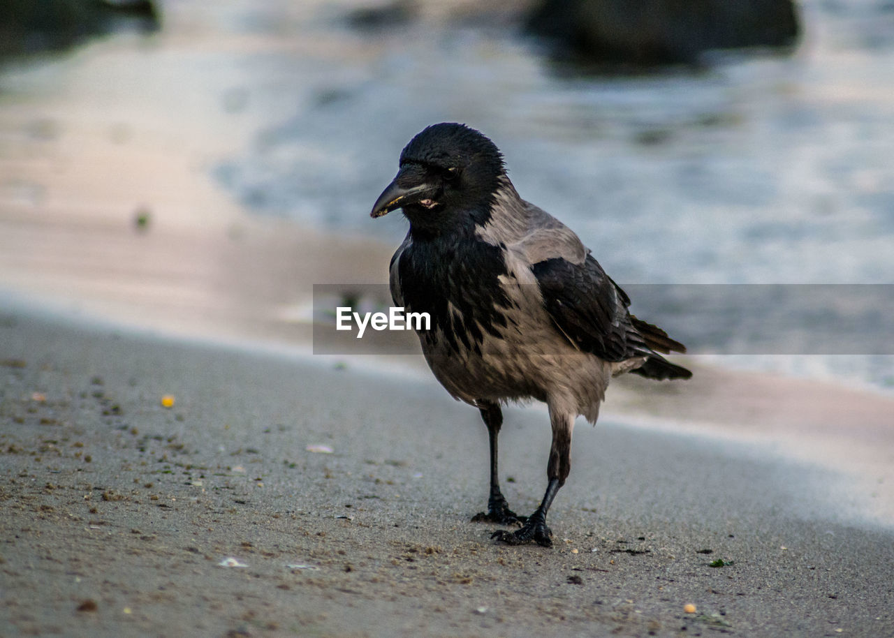 CLOSE-UP OF A BIRD