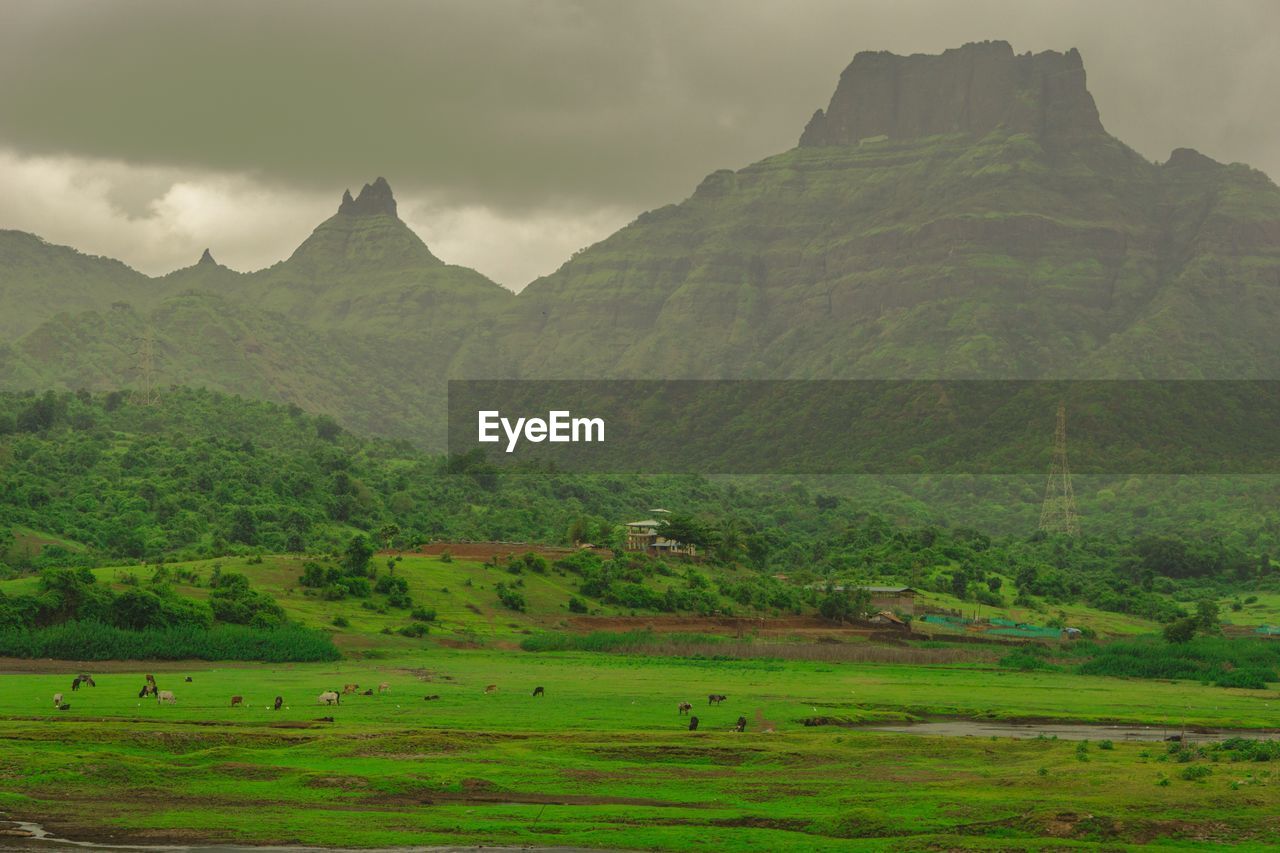 Scenic view of green landscape and mountains against sky