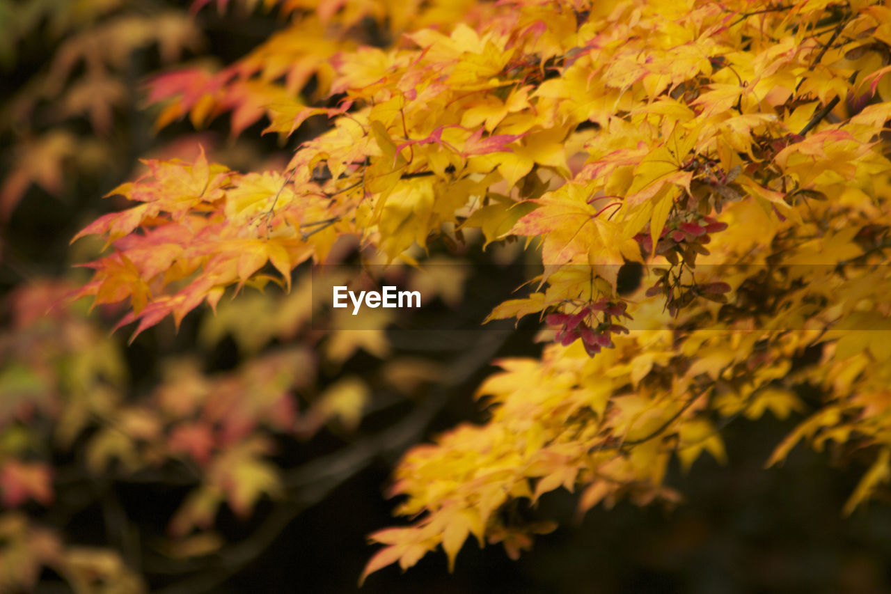 Close-up of yellow flowering plant during autumn