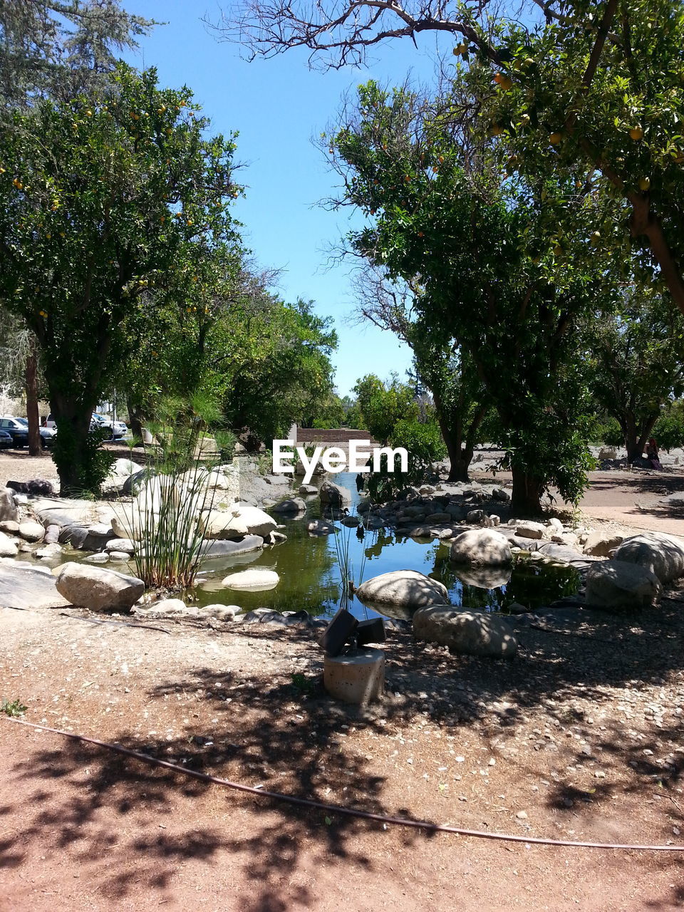 VIEW OF TREES IN POND