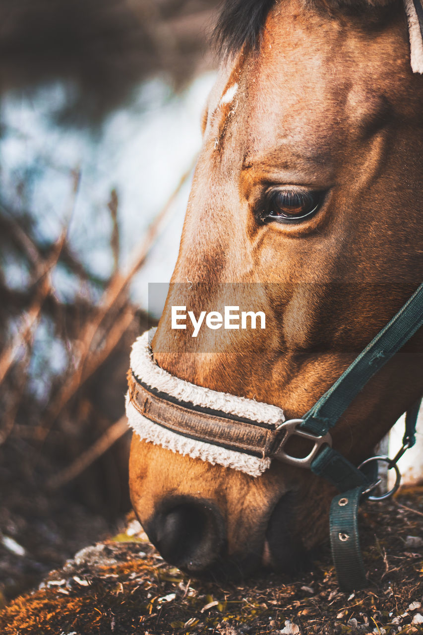 CLOSE-UP OF HORSE IN PEN